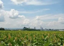 dívida de cerealista