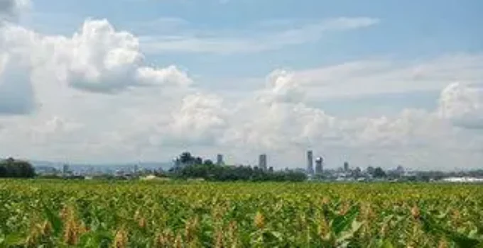 dívida de cerealista