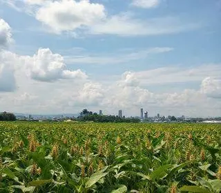 dívida de cerealista