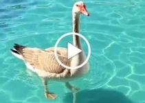 gansa nadando na piscina