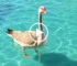 gansa nadando na piscina