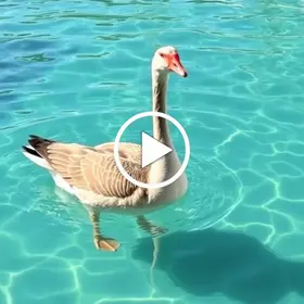 gansa nadando na piscina
