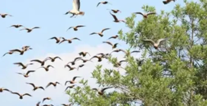 ponto de parada de aves migratórias