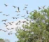 ponto de parada de aves migratórias