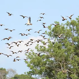ponto de parada de aves migratórias